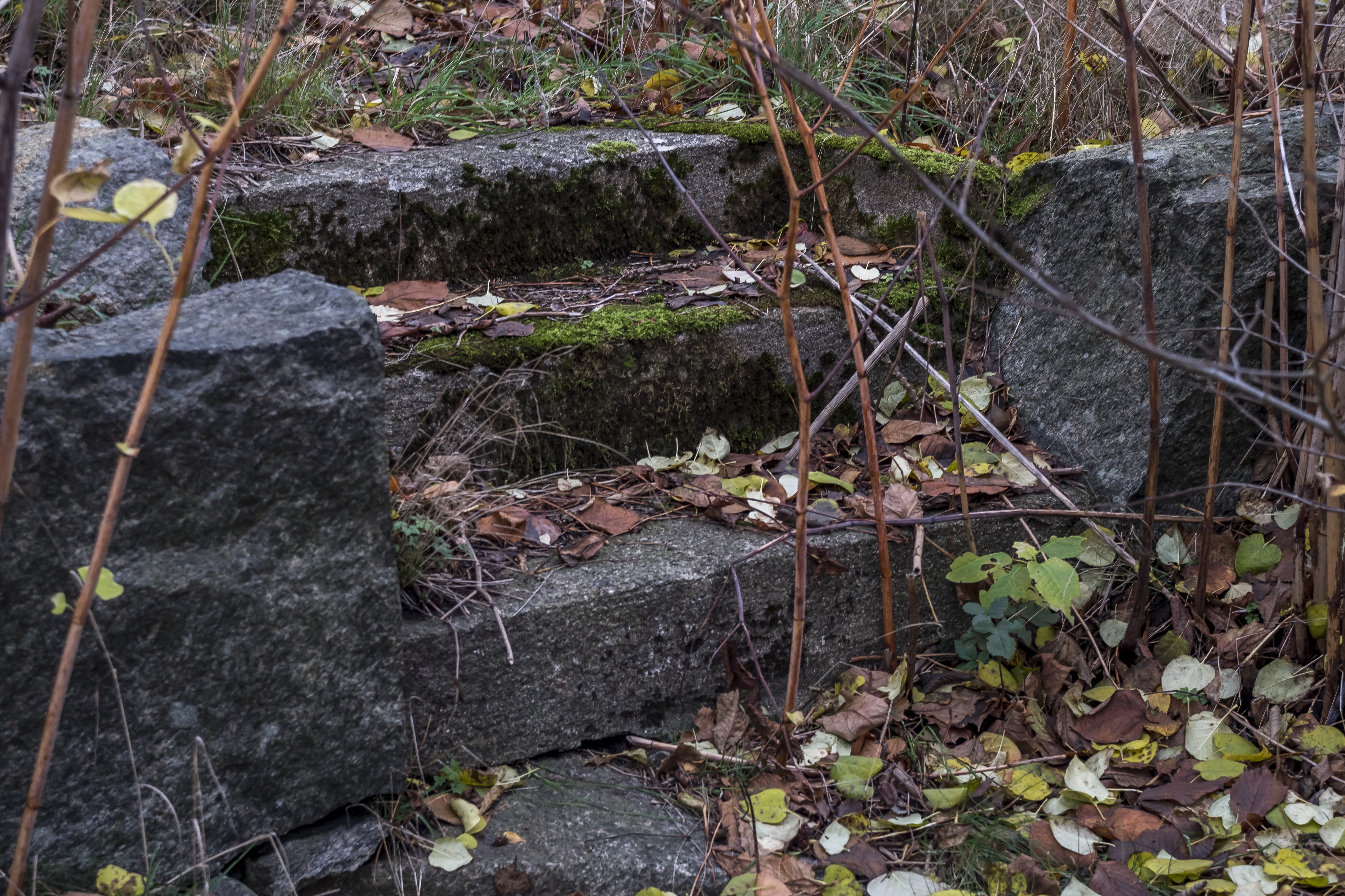 20181117 - cosina 50mm-3.jpg