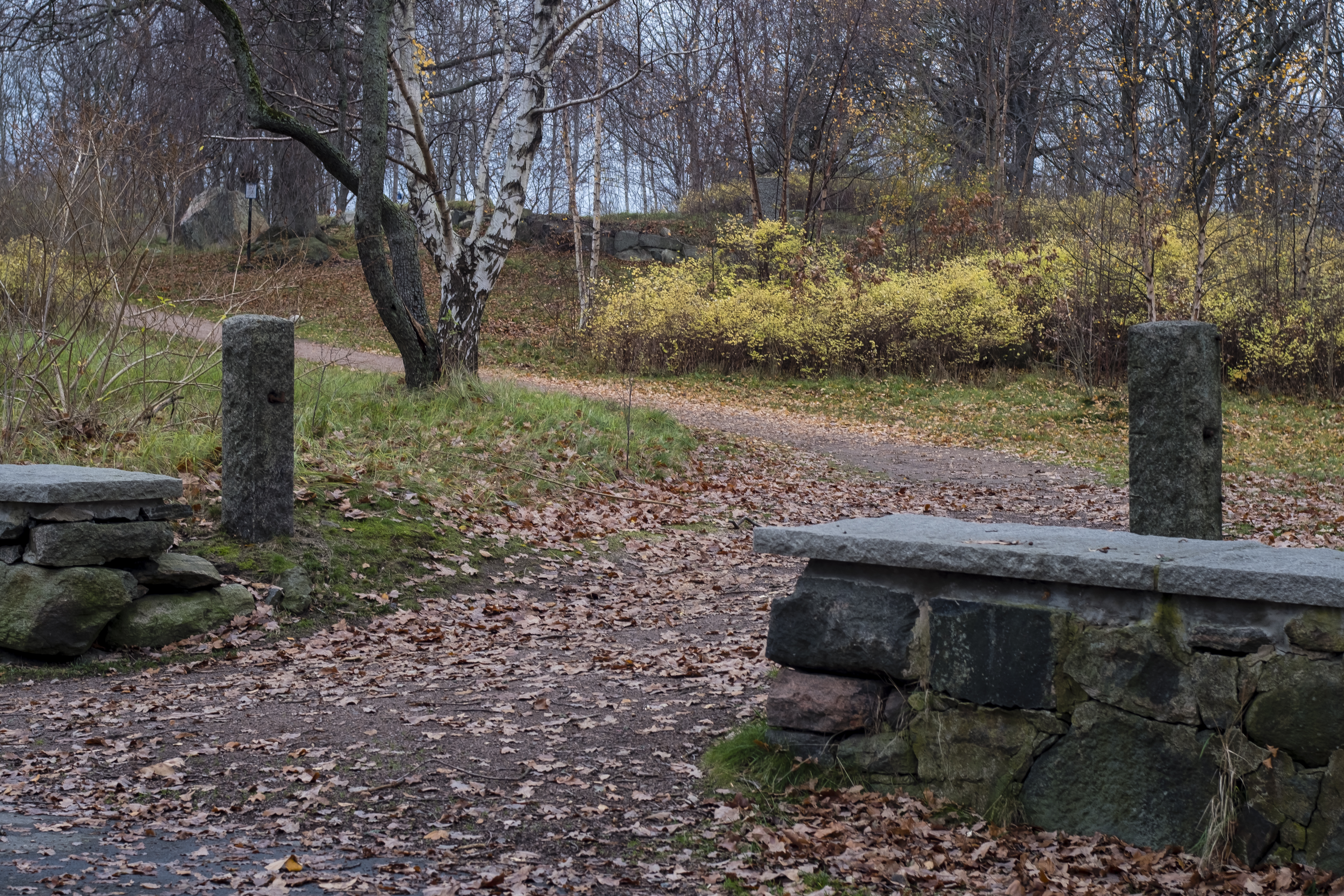 20181117 - cosina 50mm-8.jpg