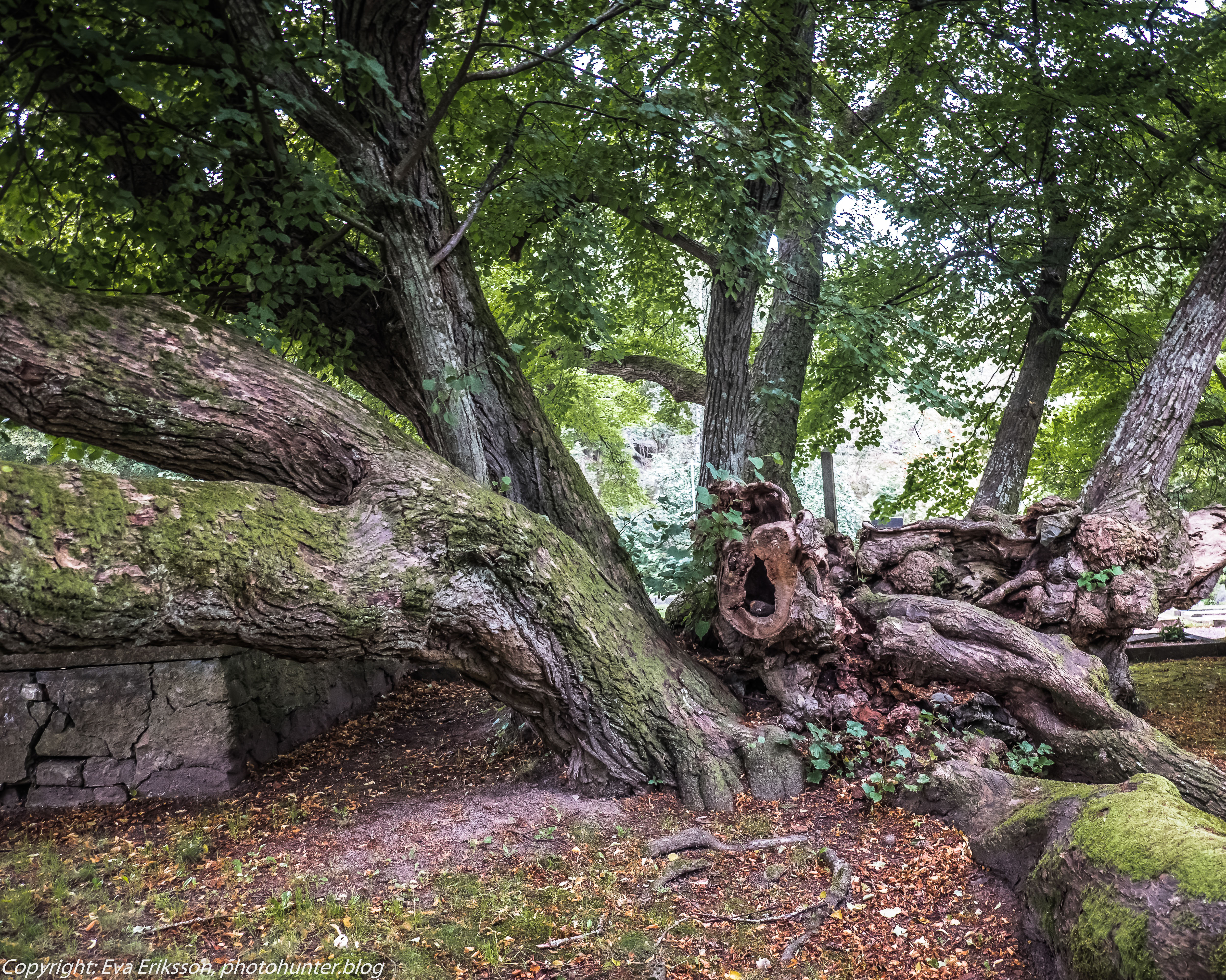 15082019-15082019-DSCF8899