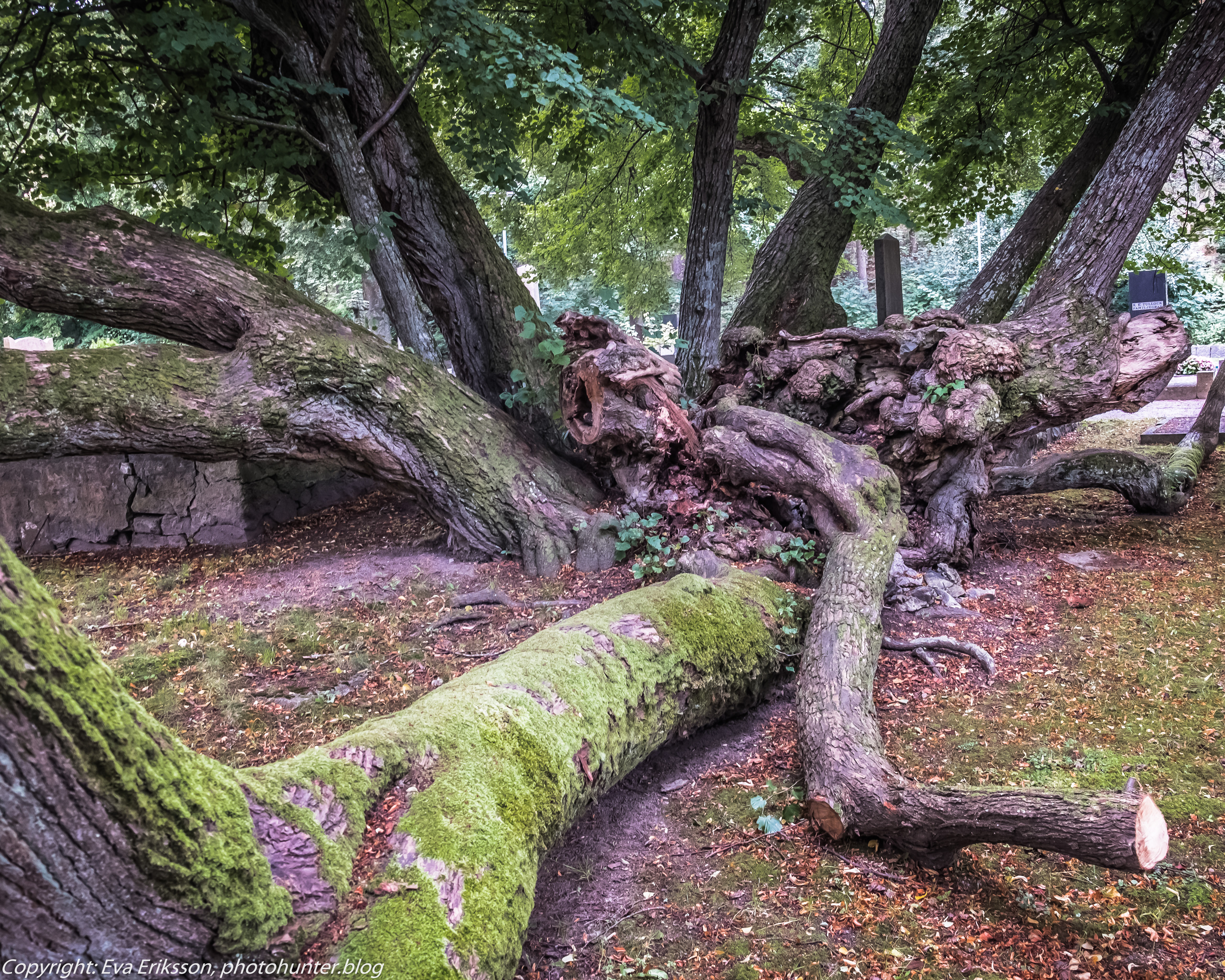 15082019-15082019-DSCF8901