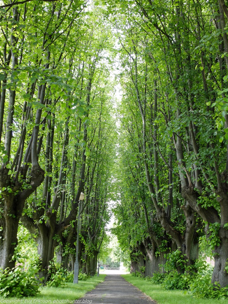 10072015-Vid Härlanda kyrka