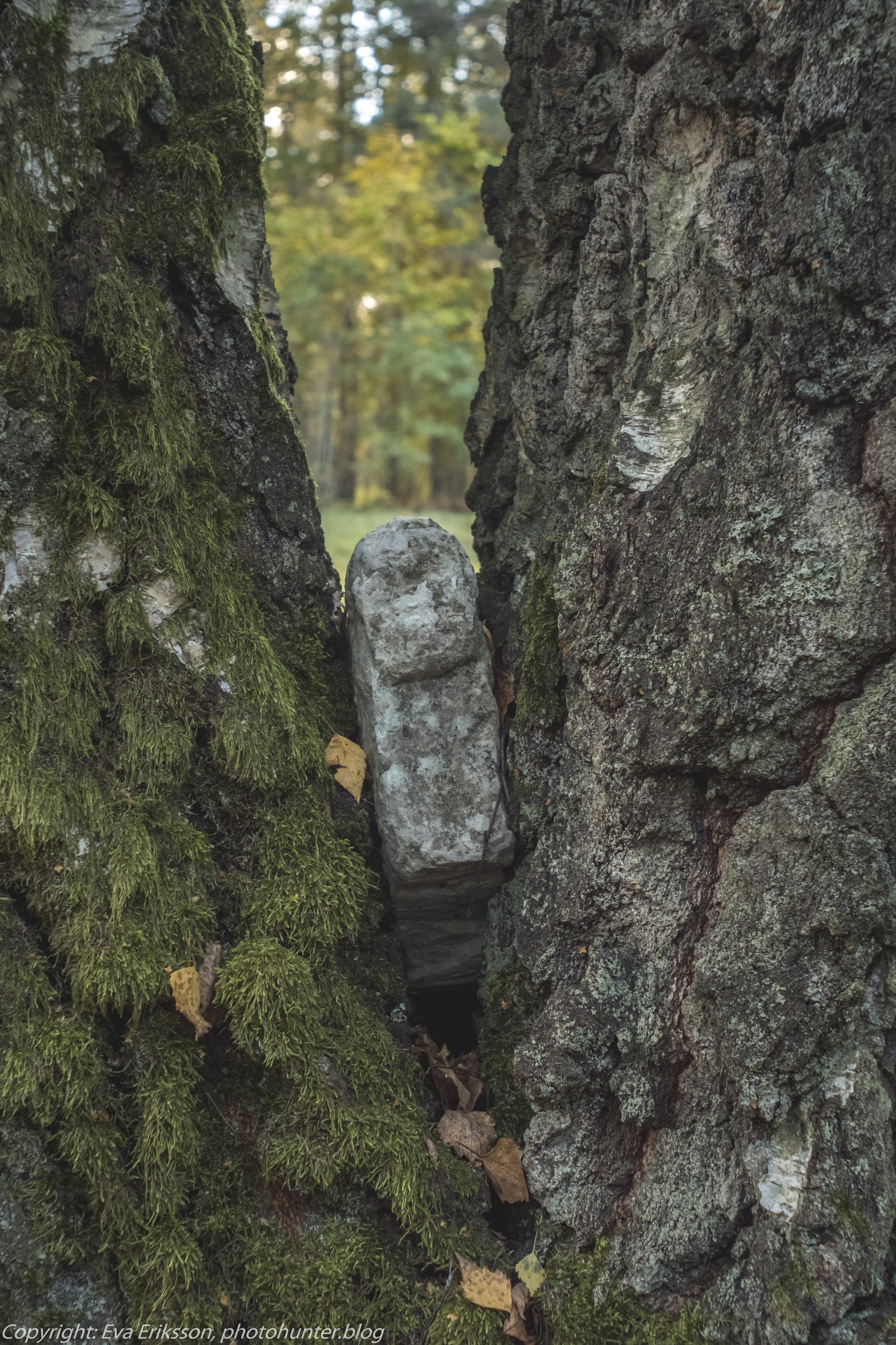 16102020-Orestegon 29mm 2.8-21