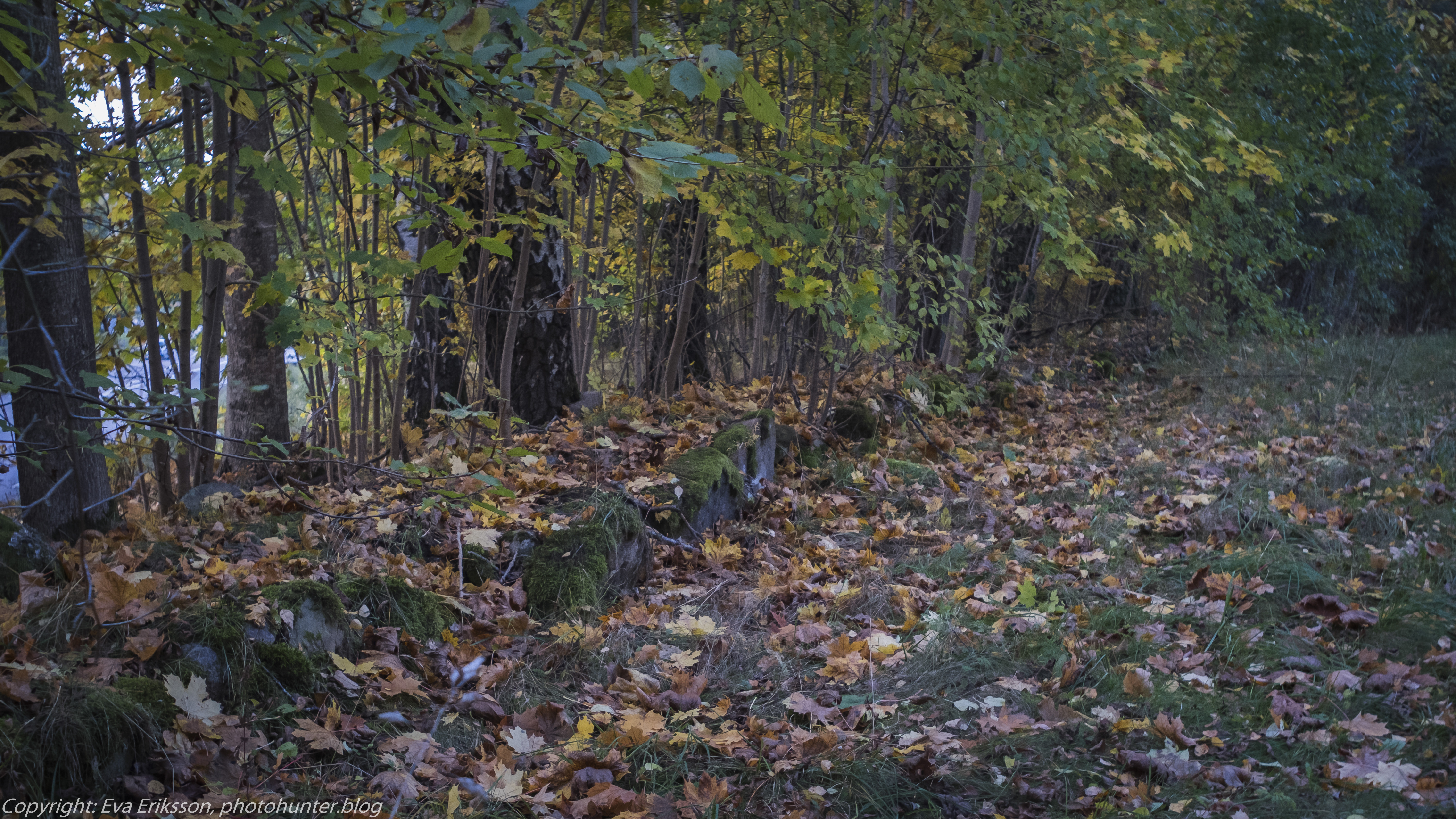 16102020-Orestegon 29mm 2.8-36