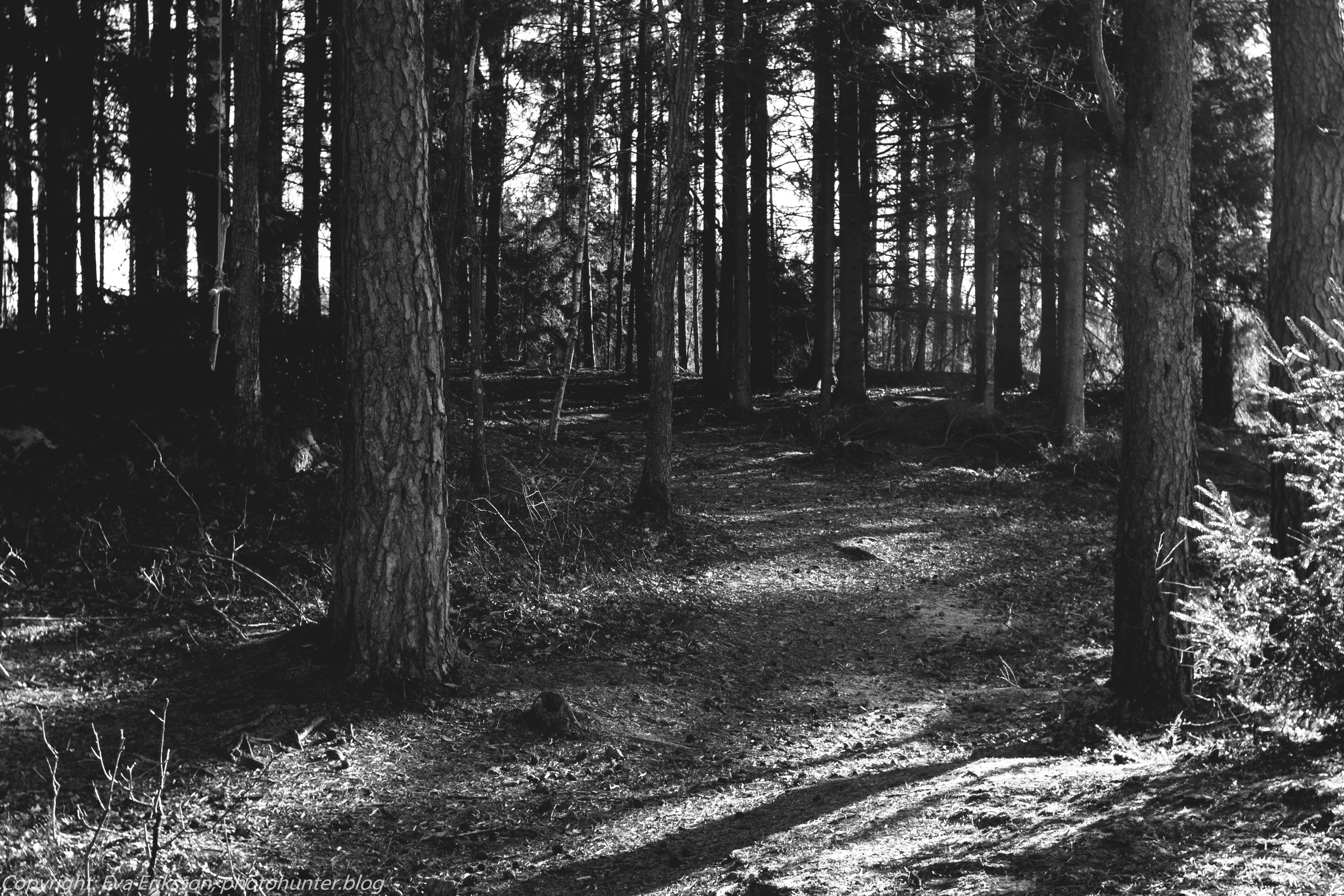 05032021-mamiya 28mm f2.8 tingsberget-9